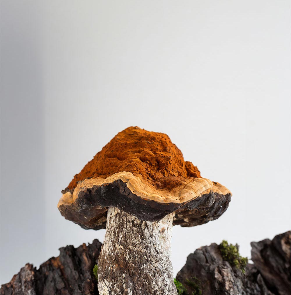 Mushrooms: Nature's Cognitive Enhancers Unveiled by Modern Science