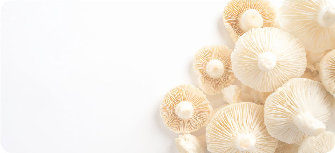 Mastering the Mind in the Age of Distractions: The Natural Elixir of Mushrooms